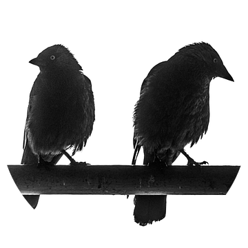 Zwart Wit foto van twee Kauw vogels van Jeffrey Steenbergen