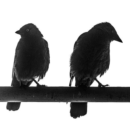 Black and white photo of two chewing birds