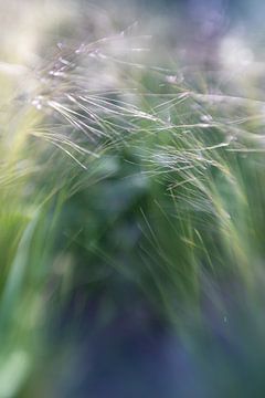 Grassen met lichtval en bokeh van Patricia van Kuik