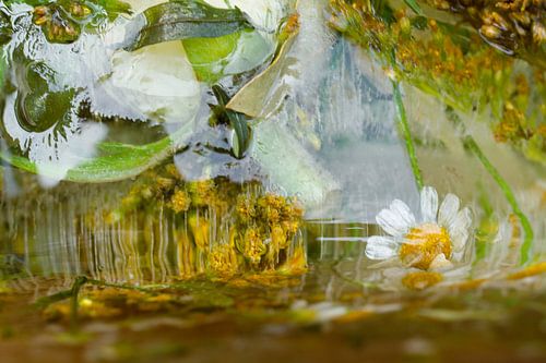 Daisy | Fine Art Photography
