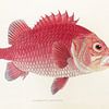 Myripristis Japonicus, Philipp Franz Balthasar von Siebold sur Fish and Wildlife