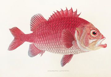 Myripristis Japonicus, Philipp Franz Balthasar von Siebold by Fish and Wildlife