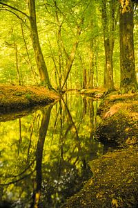 Ein Bach in einem hellgrünen Wald an einem frühen Frühlingsmorgen