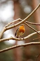 Robin