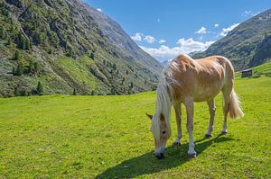 Haflingerpferd im Venter Tal in den Tiroler Alpen in Österreich von Sjoerd van der Wal Fotografie