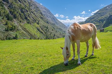 Haflinger paard in het Venter Tal in de Tiroler Alpen in Oostenrijk van Sjoerd van der Wal Fotografie