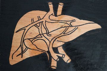 Liver (2/3)