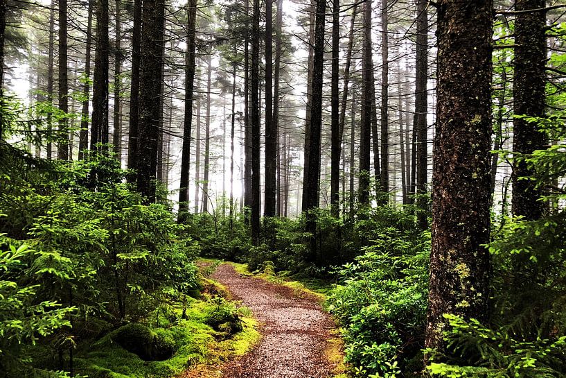 Forêt ensoleillée par Walljar