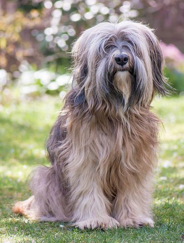 Terrier tibétain mâle dans le jardin