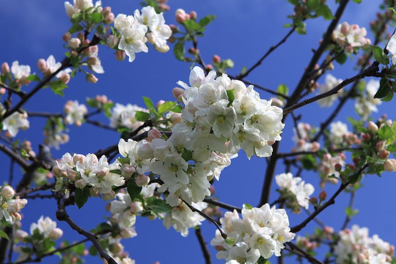 Apple buste van Karina Gebert