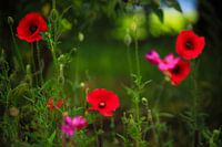 Poppy Shine
