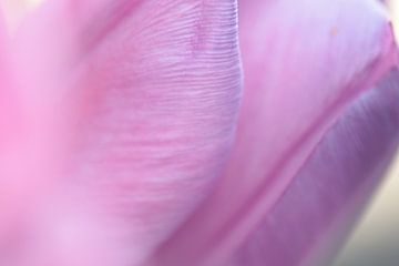 TulipLeaves van Augenblicke im Bild