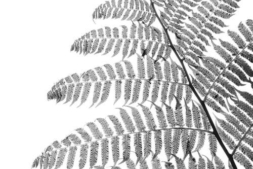 Monochroom Flora De Sierlijkheid van Varens