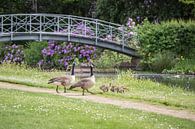 Lente in het park van Brasschaat van Bruno Hermans thumbnail