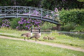 Lente in het park van Brasschaat by Bruno Hermans