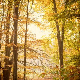 Herbst in Gold. von Alie Ekkelenkamp