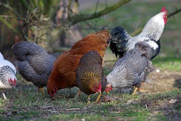 Verschieden farbige Hühner im Garten