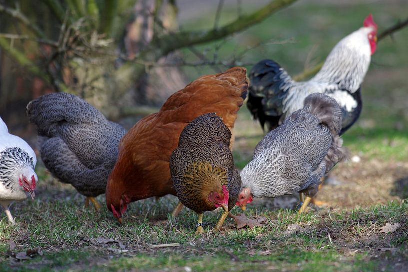 Avec les poulets par cuhle-fotos