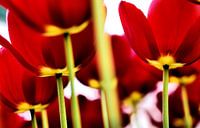 Flower Power 4