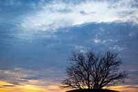Baum auf einem Hügel bei Sonnenuntergang