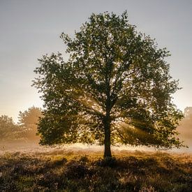 Der prächtige Baum von Epic Photography