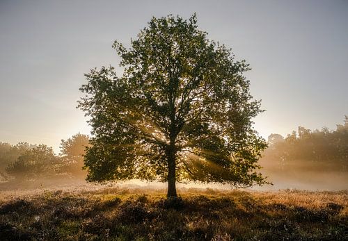 L'arbre magnifique sur Epic Photography