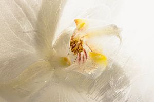 Weiße Orchidee in Eis 1