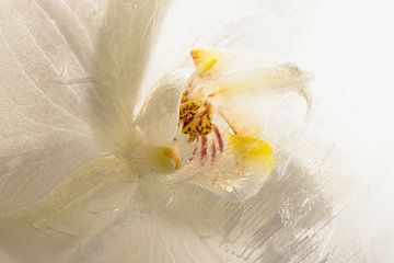 Witte orchidee in ijs 1 van Marc Heiligenstein