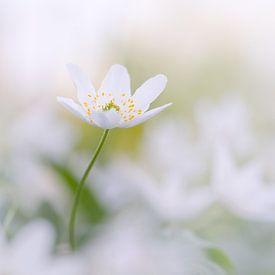 Lente in het bos van Moetwil en van Dijk - Fotografie
