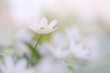 Lente in het bos van Moetwil en van Dijk - Fotografie