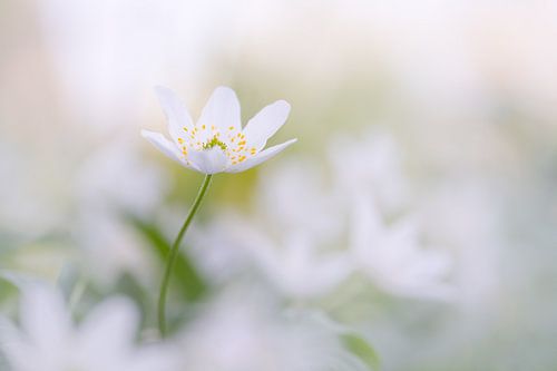 Lente in het bos