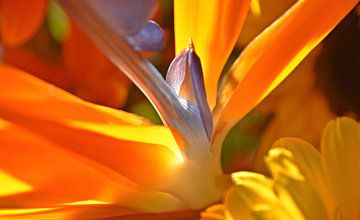 Bird of paradise flower in sunlight by Werner Lehmann