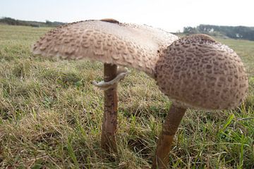 Mushrooms 2 van Elmar Marijn Roeper