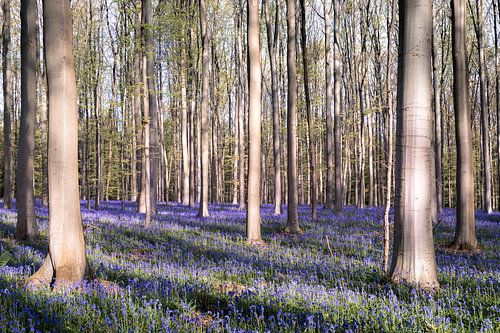 Jacinthes des bois Forêt - Un jeu d'ombres et de lumières III