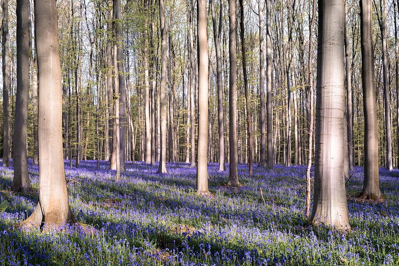 Ein Spiel von Licht und Schatten III - Hallerbos 2025 von Daan Duvillier | Dsquared Photography