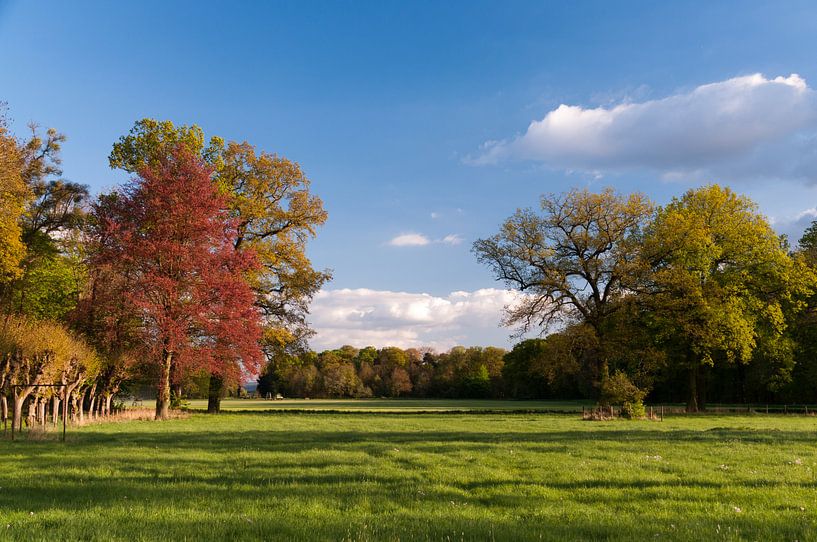 Colored trees against blue sky by Adri Vollenhouw