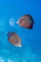 Butterfly Fish