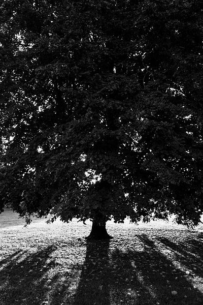 Arbre à Almere par Bianca Fortuin
