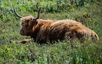 Scottish Highlander