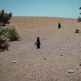 Pinguin-Hügel von BL Photography
