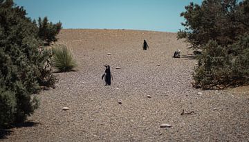 Penguin hill van BL Photography