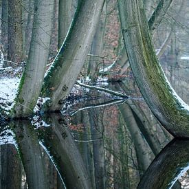 Curved trees by Rene Wolf