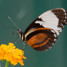 Schmetterling von Johan van Veelen