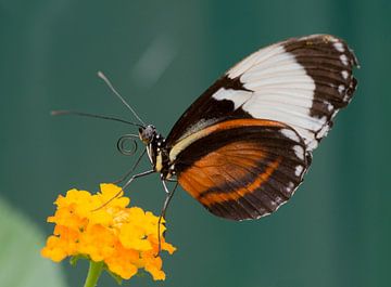 Vlinder van Johan van Veelen