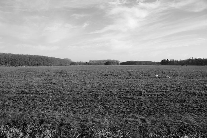 Vue lointaine sur une prairie avec des cygnes dans l'Emsland par Bianca Meyering Fotos - BMF