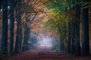 L'automne dans les forêts de Gasselte et Hemelriekje