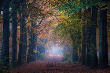 Herfst in de bossen van Gasselte in Drenthe van Rick Goede