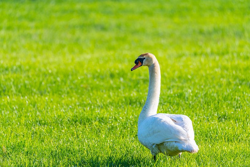 Une famille de cygnes se repose dans un champ fauché, les deux parents s'occupant de leurs petits, q par Matthias Korn