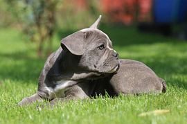 Französische Bulldogge von Matthias Brix