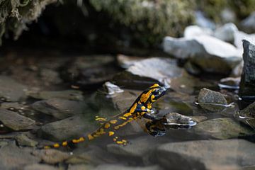 Vuursalamander in een bergbeek. van Jiri Viehmann